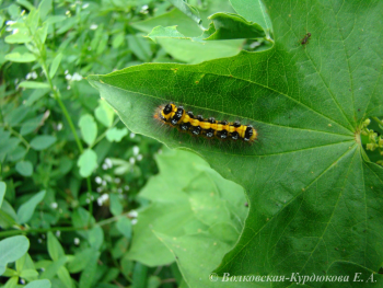 Euproctis similis (Fuessl.)  Златогузка